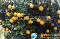 黔陽冰糖橙，紐荷爾臍橙