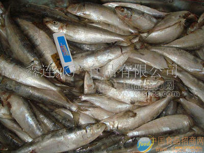 沙丁魚(溫魚)