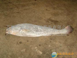 鮸魚(yú)