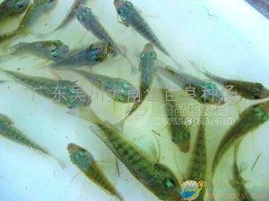 羅非魚(yú)苗