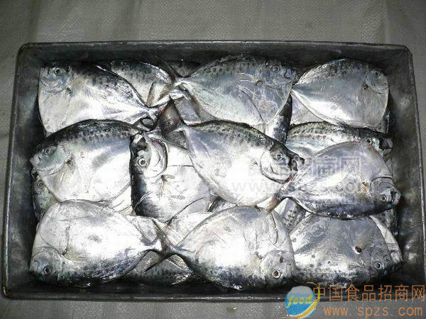 供應(yīng)刀鯧魚(yú)(皮刀魚(yú))