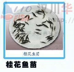 鱖魚(yú)(桂魚(yú))魚(yú)苗