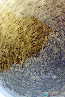 奧尼、白蒼、桂花、麥鯪等四大家魚(yú)魚(yú)苗
