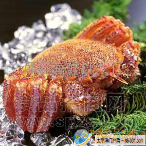 供应大扇贝和大海螺