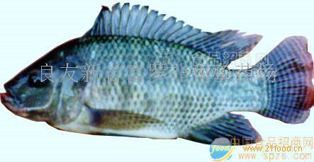 新吉富羅非魚(yú)苗