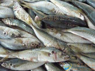 巴浪魚(yú)
