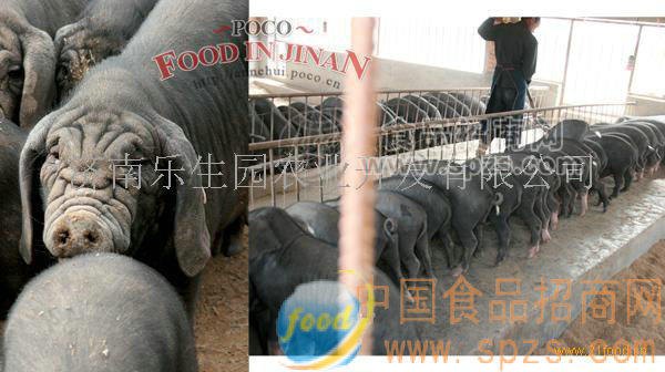 乐生园有机黑猪肉