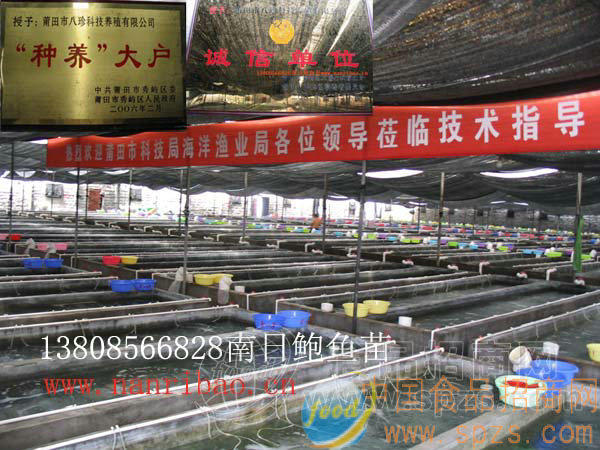 南日鲍鱼苗(皱纹盘鲍,杂交盘鲍)