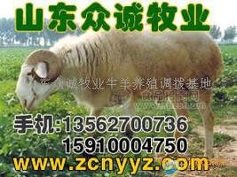 绵羊杜泊绵羊
