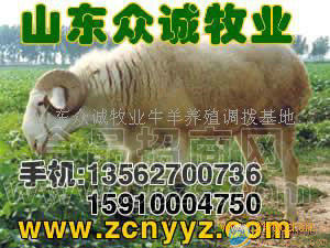 绵羊杜泊绵羊