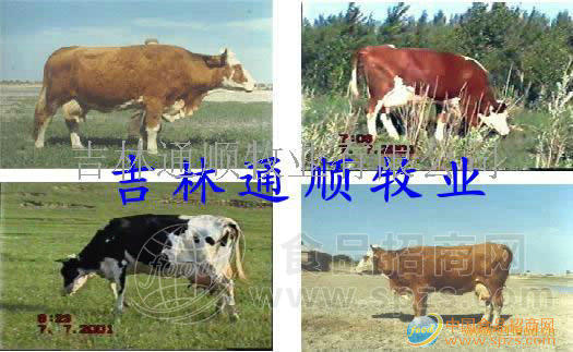 西门塔尔奶牛