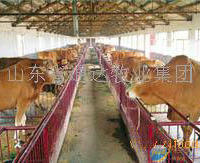 夏洛莱牛 肉牛犊 西门塔尔牛犊 种公牛