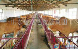 夏洛莱牛 肉牛犊 西门塔尔牛犊 种公牛