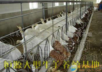 西门塔尔牛 架子牛 肉牛 利木赞牛