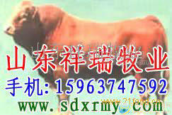 奶牛、肉牛、夏洛莱、利木赞牛