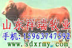 奶牛、肉牛、夏洛莱、利木赞牛