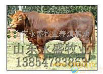 出售改良肉牛、架子牛、育肥小公牛、西門塔爾牛