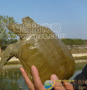 漢壽甲魚