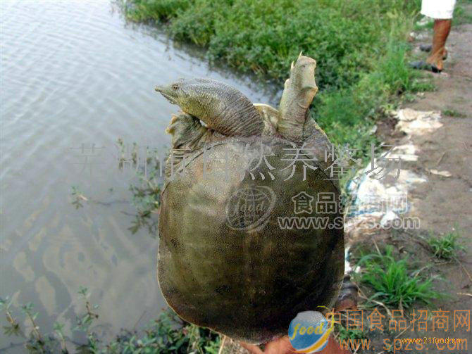 周傳海牌自然甲魚