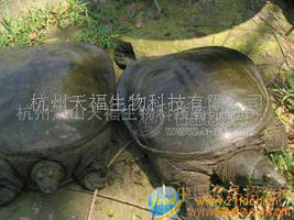 天海园牌中华鳖（日本品系）良种苗