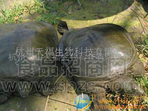 天海园牌中华鳖（日本品系）良种苗