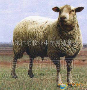 夏洛莱羊