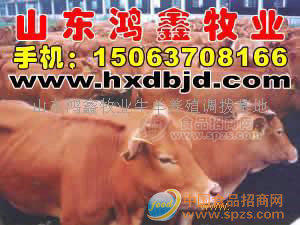 肉牛犊