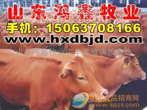肉牛犢