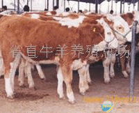 利木赞牛肉牛 西门塔尔牛 奶牛