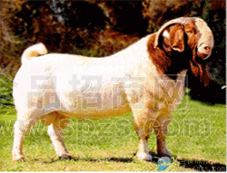 改良牛犊