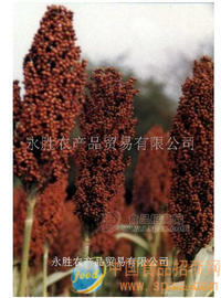 2007年新高粱寻求合作