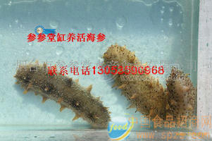 参参堂活海参