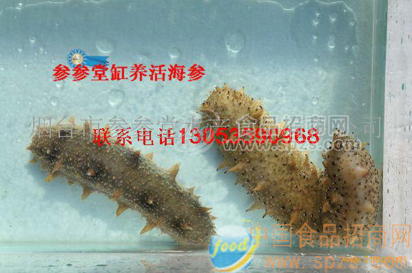供应参参堂活海参