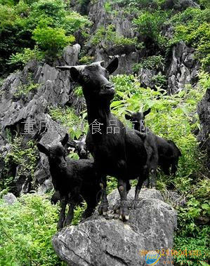 黑山羊（白條）