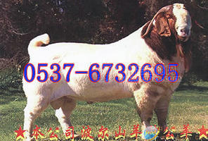 杜泊羊