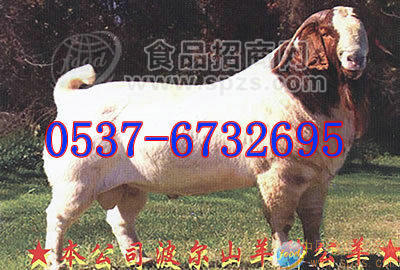 肉牛犊，架子牛
