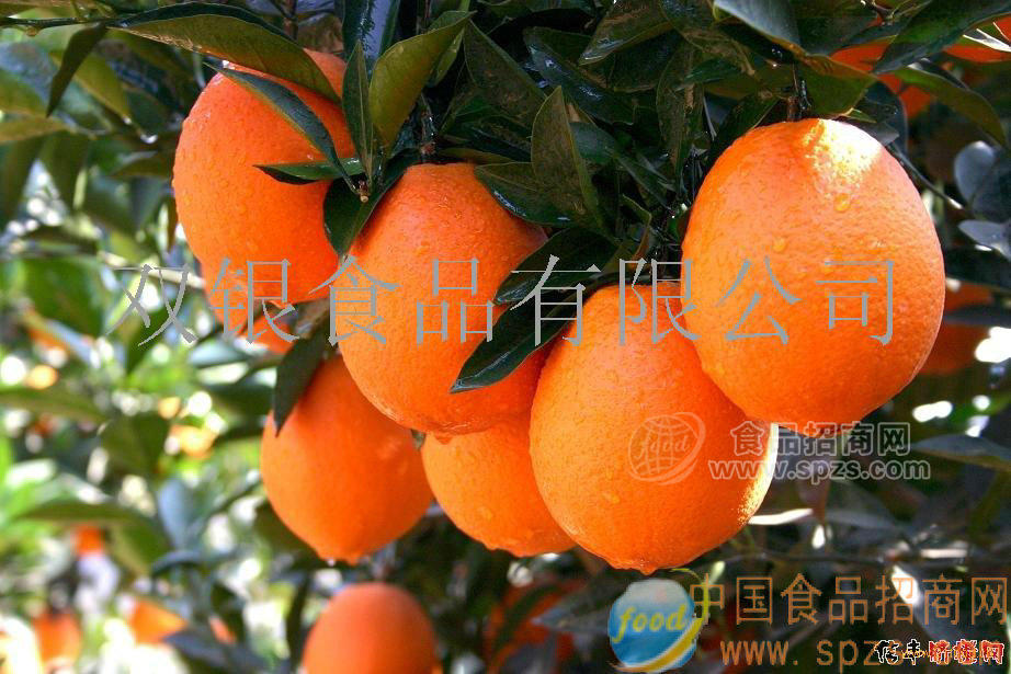 供应A级江西信丰脐橙