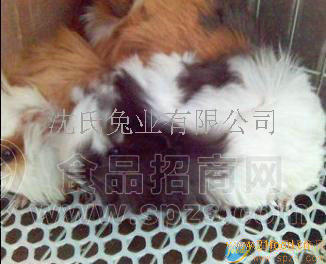 黄豚兔