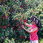 供應(yīng)新鮮荔枝，中國(guó)荔枝之鄉(xiāng)誠(chéng)意邀請(qǐng)荔枝采購(gòu)商您的到來(lái)