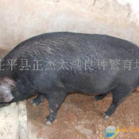 原种母猪