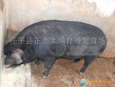 原种母猪