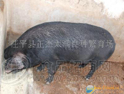 原种母猪
