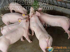 常年優(yōu)質(zhì)苗豬，三元仔豬