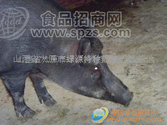 供應(yīng)野豬，提供野豬養(yǎng)殖技術(shù)
