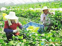 毛豆荚