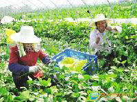 毛豆荚