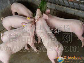 三元杂交瘦肉型苗猪