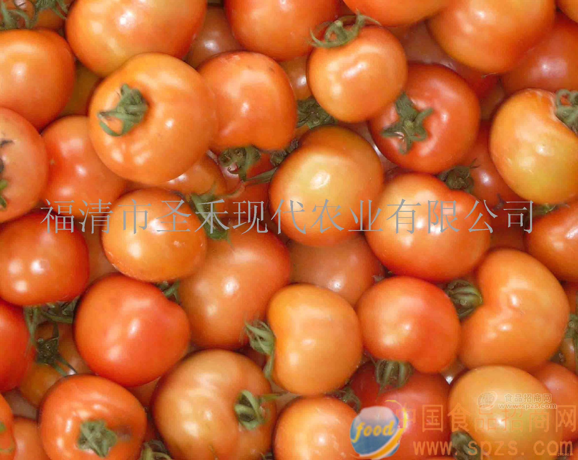 大棚蔬菜西紅柿