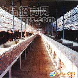 供应牛羊养殖良种肉牛羊供种基地肉牛肉羊