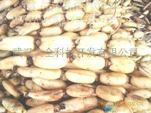 供应鄂藕杂系列品种